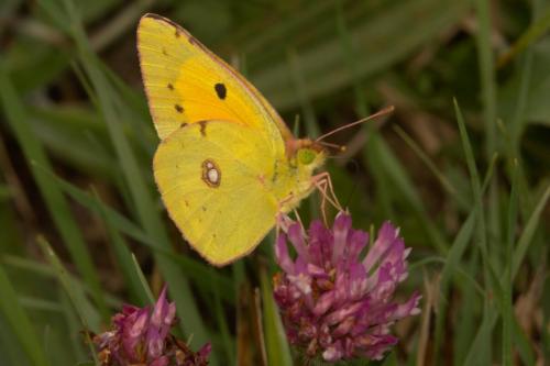 Colias croceus